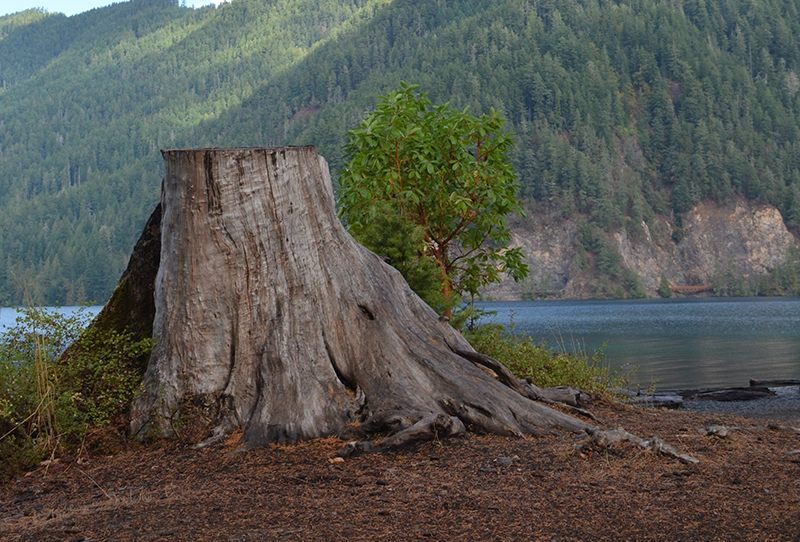RG Tree Service 4 Stump Grinding