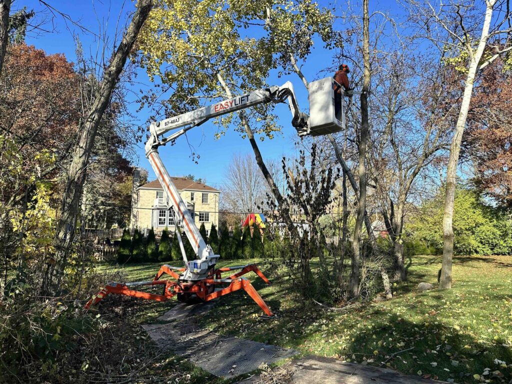 stump grinding brookfield