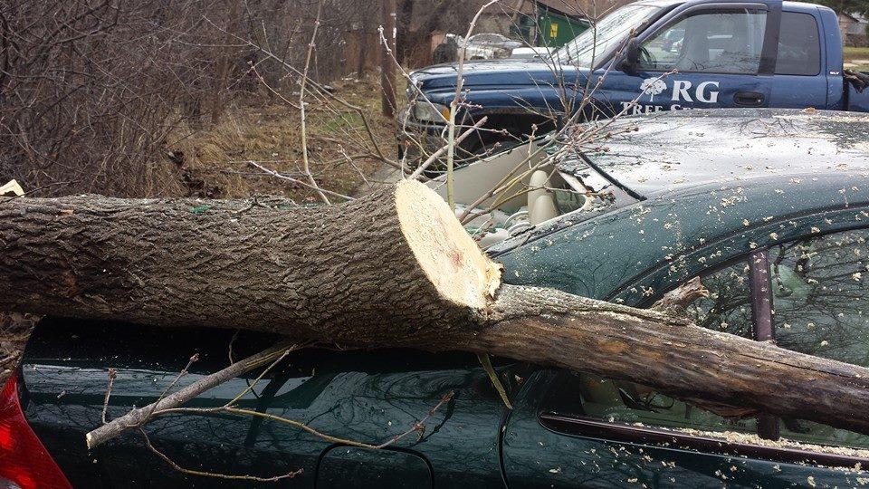 stump removal brookfield