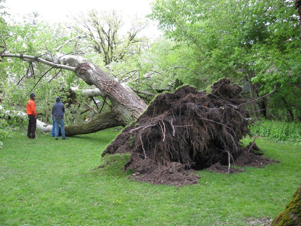 tree removal brookfield