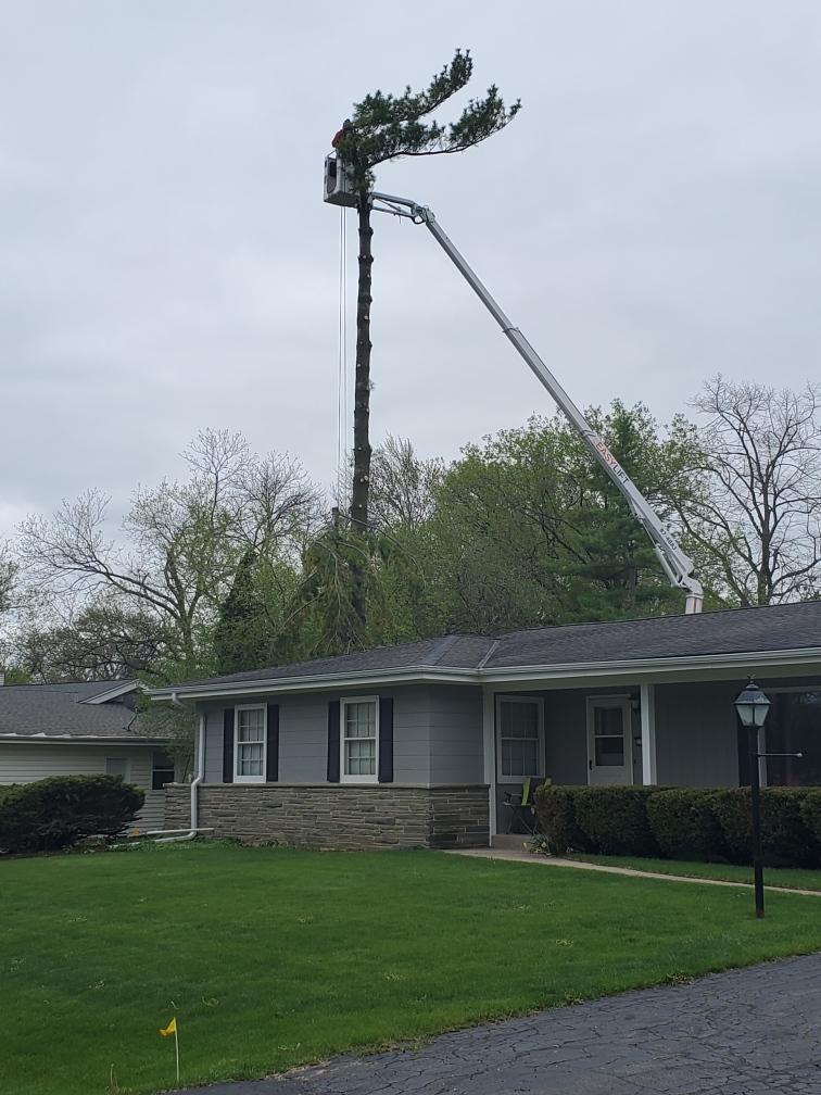 tree service brookfield