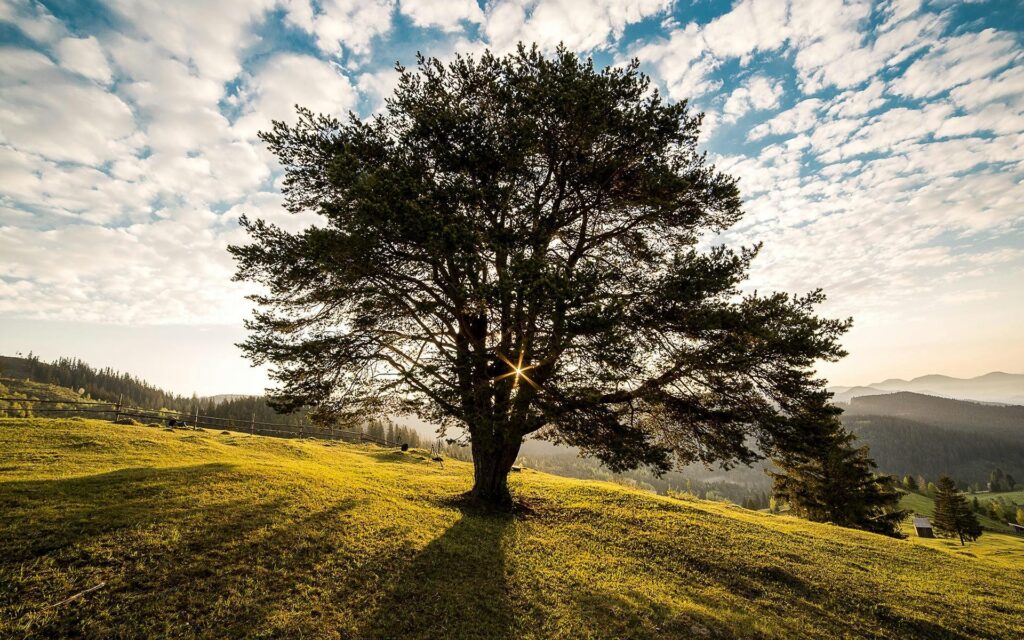 tree trimming