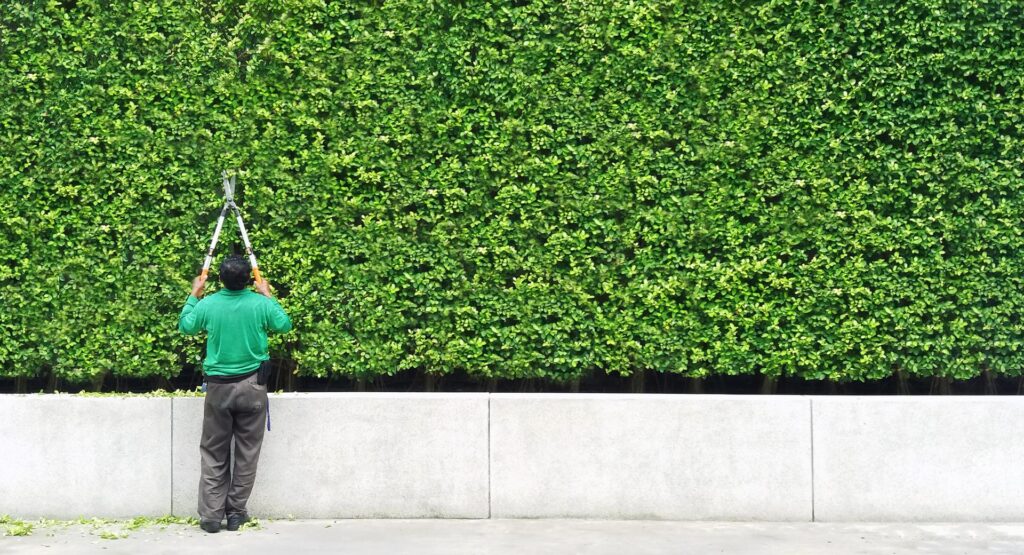 Gardener man cutting and decorated branch of tree and some leaves falling down on floor with green plant wall background and copy space on right. Man worker trimming bushes and taking care of garden.