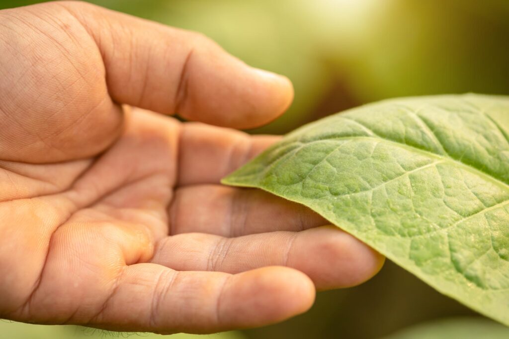 Hand of agriculturist touching leaf of tobacco tree in sunrise or sunset time. Growthing plant and take care concept