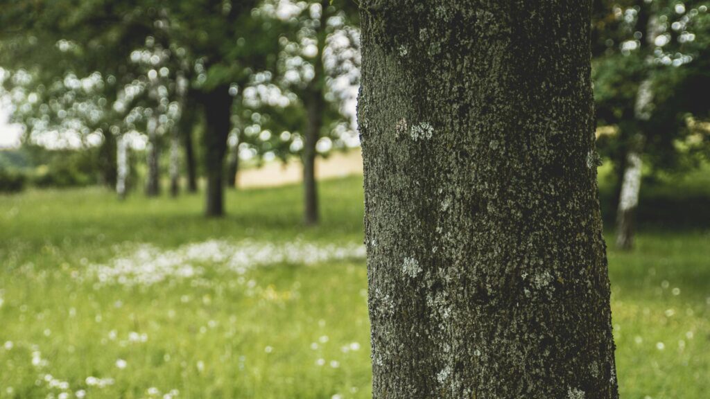 tree service menomonee falls