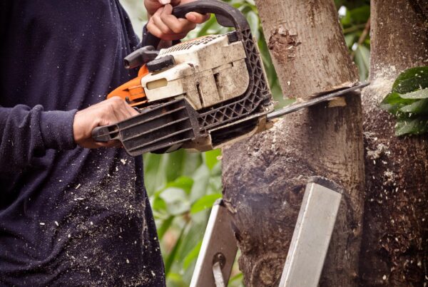 The gardener is using a chainsaw to prune trees