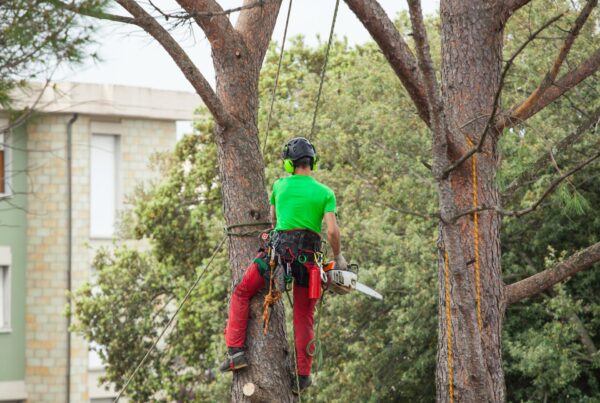 Man pruning pine tree.
