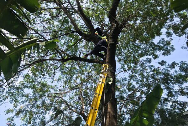 someone is pruning a tree by using a hacksaw