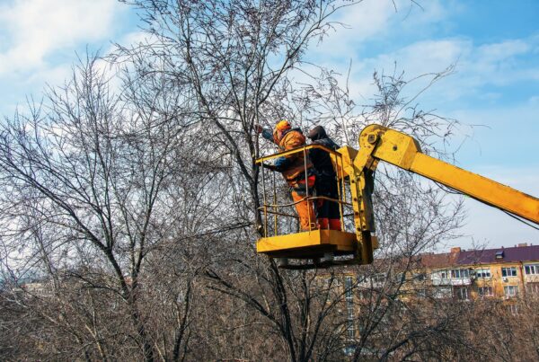 Municipal service workers stand with a chainsaw in a crane basket and trim dangerous trees