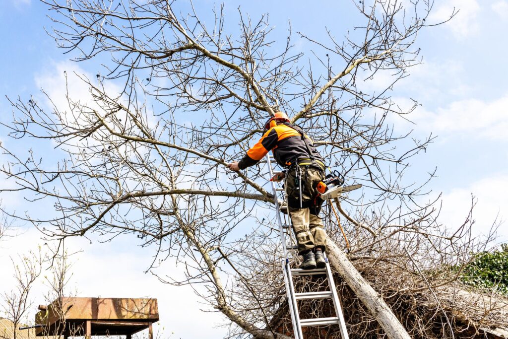 arborist saws old walnut tree over roof in yard